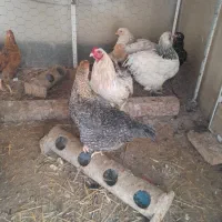 مرغ وخروس|حیوانات مزرعه|مشکین‌دشت, |دیوار