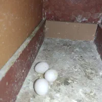 جفت مولد عروس هلندی به همراه دو جوجه خودشون|پرنده|تهران, مسعودیه|دیوار