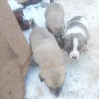 پاکوتا|سگ|اردبیل, |دیوار