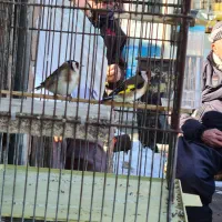 سهره ۲ماه قفس|پرنده|سقز, |دیوار