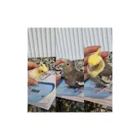 جوجه عروس هلندی رام و دستی شده