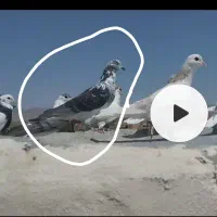 گمشده|حیوانات|قوچان, |دیوار