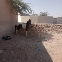 اسب ارام|اسب و تجهیزات اسبسواری|قشم, |دیوار