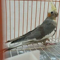 ۴ عدد عروس هلندی لوتینو طوطی به همراه قفس|پرنده|تهران, کوی بیمه|دیوار