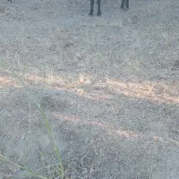 قوچ عتیقه|حیوانات مزرعه|ساروق, |دیوار