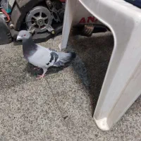 کبوتر مسافتی شکار شده|پرنده|میاندوآب, |دیوار