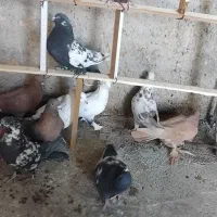 کبوتر سرخ زرد دم سیاه سینه ای|پرنده|اصفهان, شمس آباد|دیوار