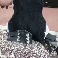 قوزبند|اسب و تجهیزات اسبسواری|اسدآباد, |دیوار