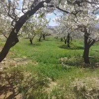 بهشت-باغ-شوراب-صغیر
