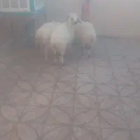 بره نرسبک وزن