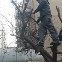 سم پاشی باغبانی درخت کاری سمپاشی شته آفت100%تضمینی|خدمات باغبانی و درختکاری|تهران, نیاوران|دیوار