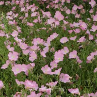 مغربی یا اوناترا