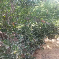 ۱۰۰۰متر باغچه اقساطی