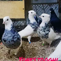 همه مدل مولد جوجه بده هوایی وزمینی گره