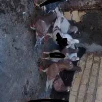 کبوتر|پرنده|مشهد, کشاورز|دیوار