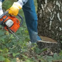 خریدار درخت حیاط و باغات به قیمت مناسب