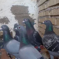 رنگی و پلاکی عقیلی