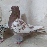 کبوتر|پرنده|شیروان (خراسان), |دیوار