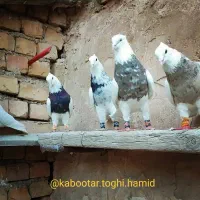 طوقی آجری|پرنده|مبارکه, |دیوار