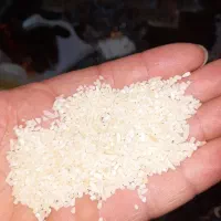 برنج نمیدانه محصول خودم است