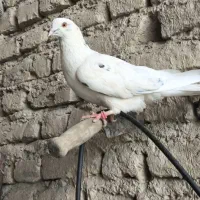 ماده چشم زرد عالی