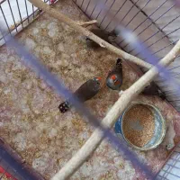 جفت فنچ ابلغ با جوجه|پرنده|بندرعباس, |دیوار