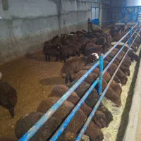 فروش بره‌های همو وهترو با برگه آزمایش