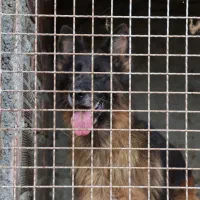 واگذاری سگ ژرمن