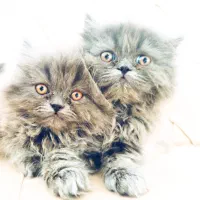 بچه گربه پرشین بلو