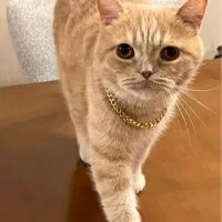 واگذاری گربه بریتیش