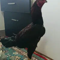 خروس لاری