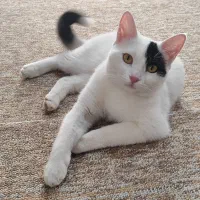 واگذاری گربه هلندی