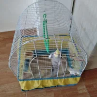 عروس هلندی سخنگو|پرنده|رشت, پیرکلاچای|دیوار