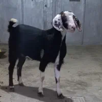 تیه بز چاق براقصابی یا داشت