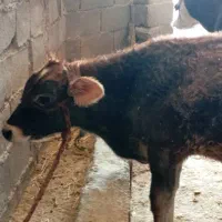 دوتا گاو سمینتال شیری|حیوانات مزرعه|اهواز, شهرک نفت|دیوار