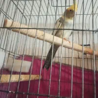 عروس هلندی|پرنده|قم, شهرک مهدیه (مدرس)|دیوار