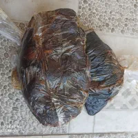 خرما کبکاب