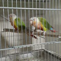 عروس هلندی مولد|پرنده|مشکین‌دشت, |دیوار