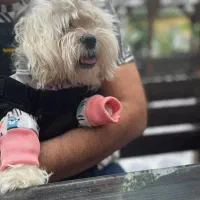 هتل پانسیون پت مراقبت سگ و حیوانات خانگی کوکو|خدمات پیشه و مهارت|اصفهان, عباس‌آباد|دیوار