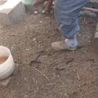 فروش تخم مرغ محلی نطفه دار،مرغ تخمگذار، کود مرغی|حیوانات مزرعه|زنجان, |دیوار