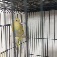 ماده طوطی آوازه خوان|پرنده|اصفهان, مهدی آباد|دیوار