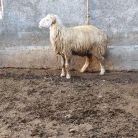 بره گوسفند نر قوچ تخمی|حیوانات مزرعه|قائمشهر, |دیوار