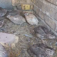 بلدرچین ،بوقلمون، اردک، جوجه مرغ و خروس 70 روزه|حیوانات مزرعه|اصفهان, شیخ اشراق|دیوار