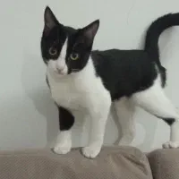 واگذاری گربه|گربه|کرج, شاهینویلا|دیوار