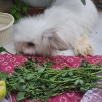 گمشده