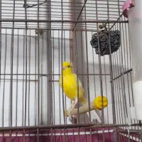 فروش فن و قناری|پنکه و تصفیه‌کنندهٔ هوا|جهرم, |دیوار