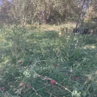 نیازمند کارگر افغانی خانواده