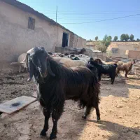 بز نر یا ساوین|حیوانات مزرعه|گیلان غرب, |دیوار