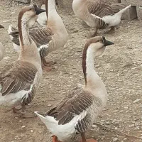 جوجه غاز لیندا و قو غاز اوکراینی|حیوانات مزرعه|تهران, هاشمآباد|دیوار