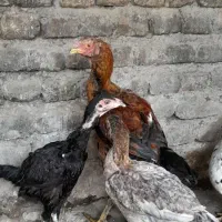 مرغ وخروس|حیوانات مزرعه|تاتار علیا, |دیوار